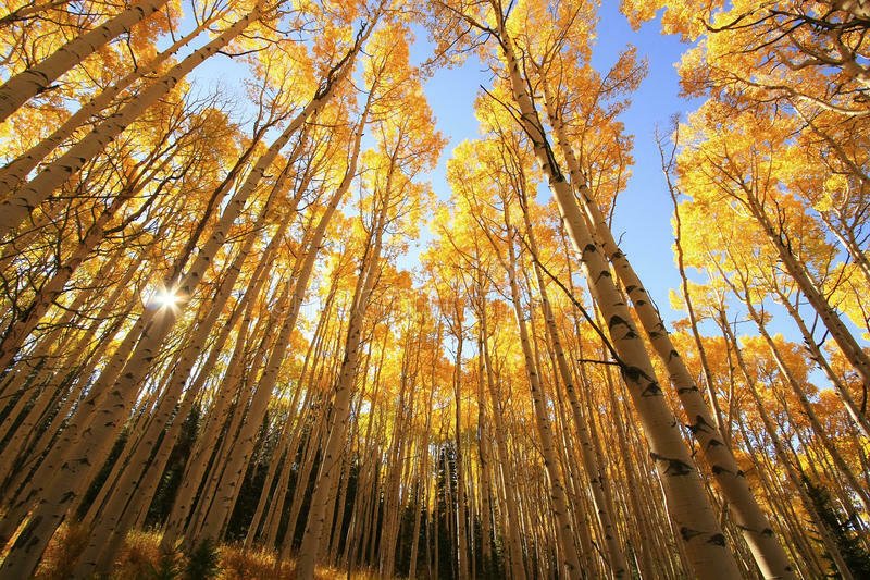 Tree Live Plant Seedling Populus tremuloides 2pcs Tree Live Plant Quaking Aspen
