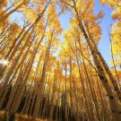 Tree Live Plant Seedling Populus tremuloides 2pcs Tree Live Plant Quaking Aspen