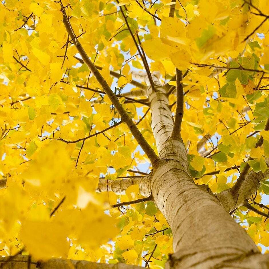 Tree Live Plant Seedling Live Plant Quaking Aspen Populus tremuloides 4pcs Tree