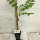 1 Tree Live Plant Black Walnut Tree Live Plant Seedling Juglans nigra