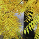Walnut Tree Live Plant Seedling Juglans nigra 2 Tree Live Plant Black