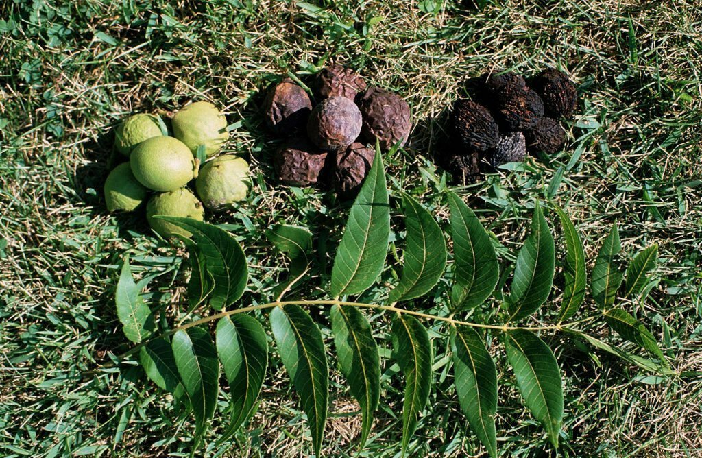 Walnut Tree Live Plant 4 Tree Live Plant Black Seedling Juglans nigra
