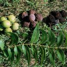 Walnut Tree Live Plant 4 Tree Live Plant Black Seedling Juglans nigra