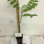 Walnut Tree Live Plant 4 Tree Live Plant Black Seedling Juglans nigra