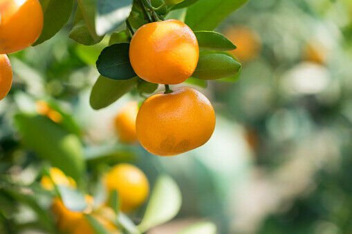 1pcs Marumi Kumquat Tree Semi Dwarf Live Citrus Plant Potted