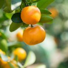 1pcs Marumi Kumquat Tree Semi Dwarf Live Citrus Plant Potted