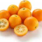 Fruit Tree Plant Semi Dwarf Live Citrus Plant Potted 2pcs Marumi Kumquat Tree
