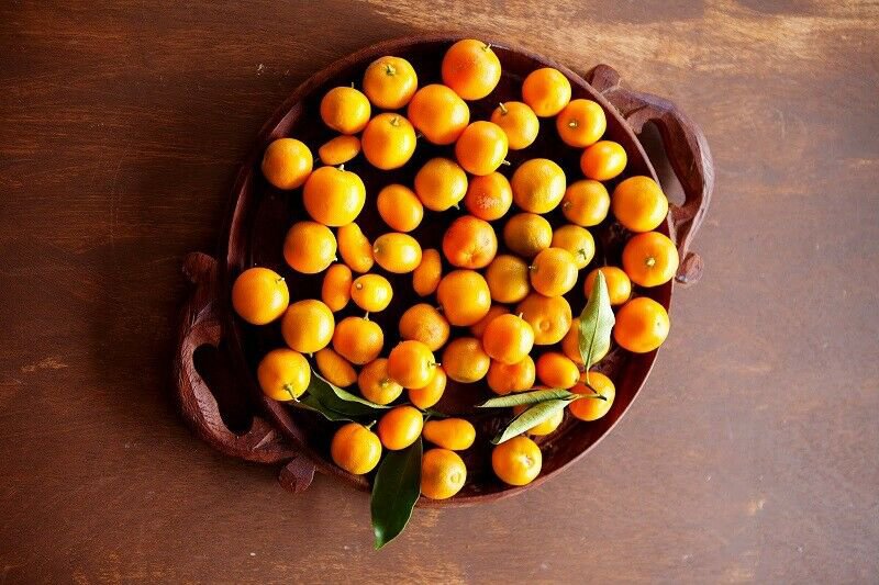 Live Citrus Plant Potted 4pcs Marumi Kumquat Tree Fresh Fruit Tree Plant Semi Dwarf