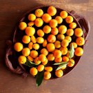 Live Citrus Plant Potted 4pcs Marumi Kumquat Tree Fresh Fruit Tree Plant Semi Dwarf