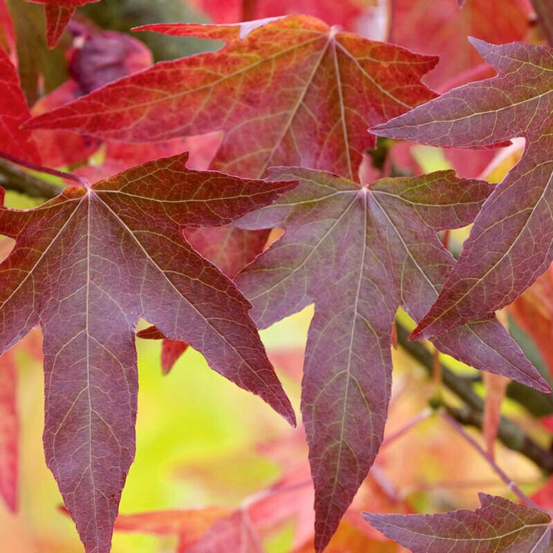 5 Plant Live Tree Red Maple Trees Live Bareroot Plants Seedlings Acer rubrum