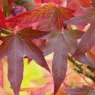 5 Plant Live Tree Red Maple Trees Live Bareroot Plants Seedlings Acer rubrum