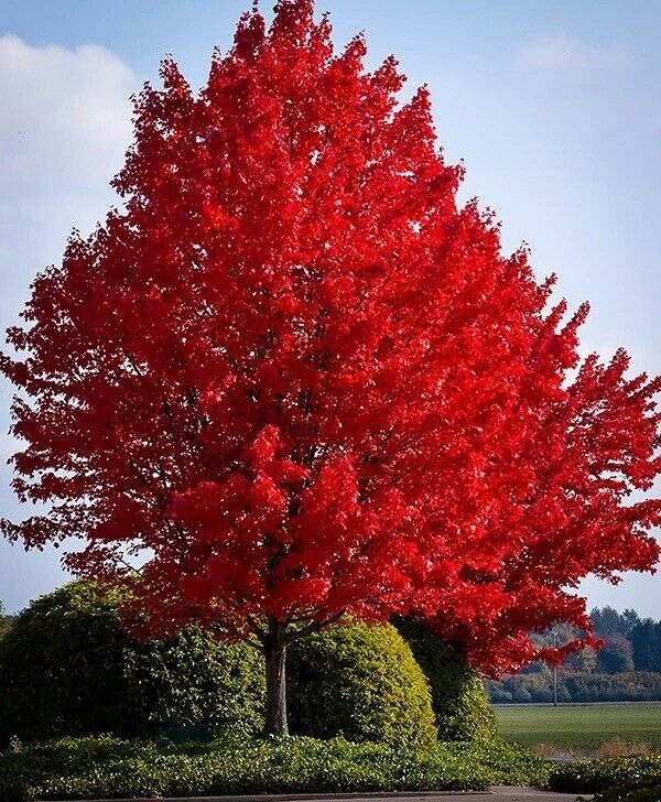 Bareroot Plants Seedlings Acer rubrum 10 Plant Live Tree Red Maple Trees Live