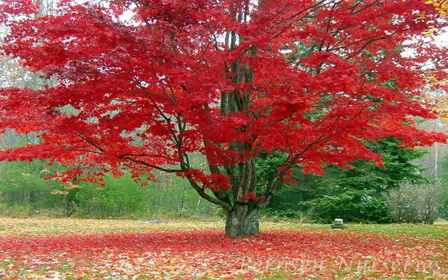 Tree Red Maple Trees Live Bareroot Plants Seedlings Acer rubrum 20 Plant Live