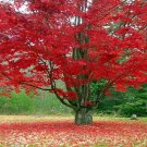 Tree Red Maple Trees Live Bareroot Plants Seedlings Acer rubrum 20 Plant Live