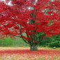 Tree Red Maple Trees Live Bareroot Plants Seedlings Acer rubrum 20 Plant Live