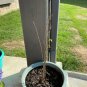 Acer rubrum 40 Plant Live Tree Red Maple Trees Live Bareroot Plants Seedlings