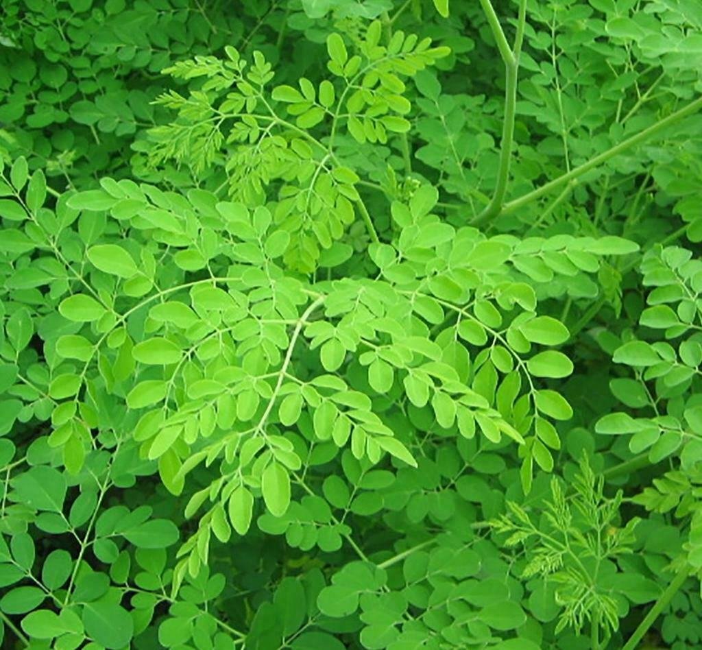Drumstick/Horseradish/Benzolive Live Plant 2 Moringa Oleifera Tree