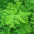 Drumstick/Horseradish/Benzolive Live Plant 2 Moringa Oleifera Tree