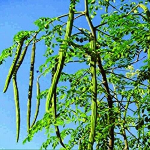 Live Plant 4 Moringa Oleifera Tree Drumstick/Horseradish/Benzolive