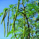 Live Plant 4 Moringa Oleifera Tree Drumstick/Horseradish/Benzolive