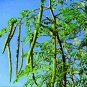 Live Plant 4 Moringa Oleifera Tree Drumstick/Horseradish/Benzolive