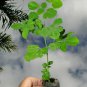 Live Plant 4 Moringa Oleifera Tree Drumstick/Horseradish/Benzolive