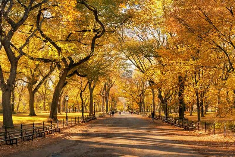 Live Plant 5 American Elm Trees Live Plants Bareroot Ulmus americana