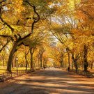 Live Plant 5 American Elm Trees Live Plants Bareroot Ulmus americana