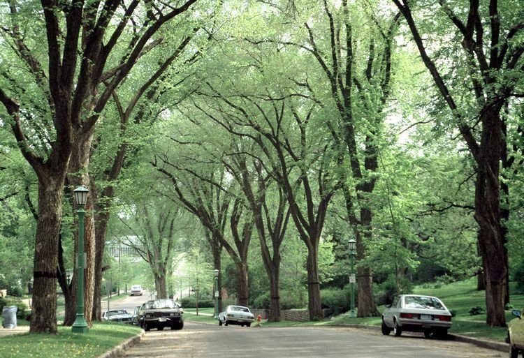 Trees Live Plants Bareroot Ulmus americana Live Plant 10 American Elm