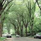 Trees Live Plants Bareroot Ulmus americana Live Plant 10 American Elm