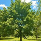 Trees americana Live Plant 20 American Elm Live Plants Bareroot Ulmus