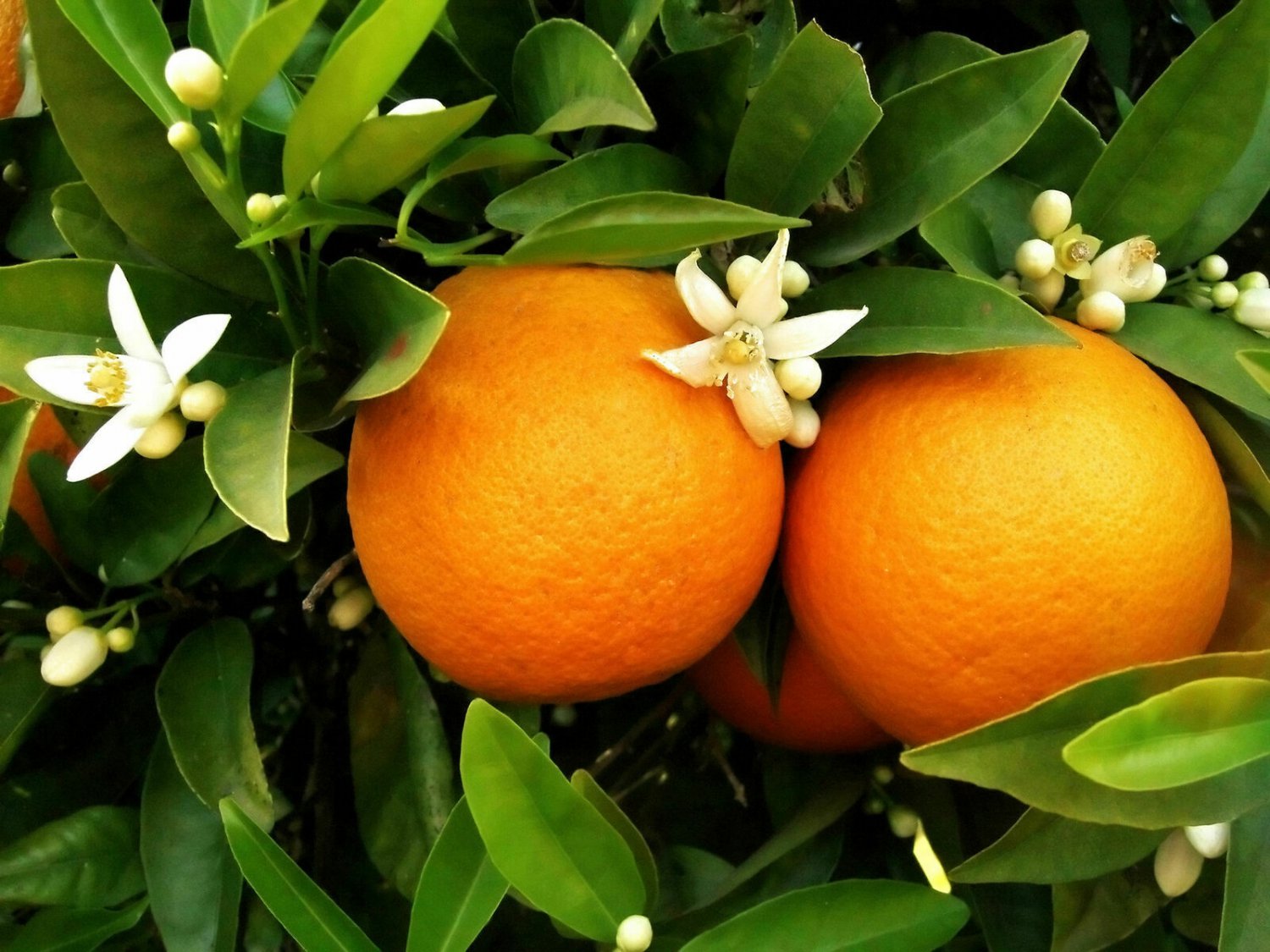 1pcs Washington Navel Orange Tree Semi Dwarf Live Citrus Plant