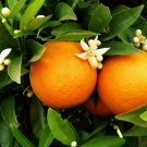 1pcs Washington Navel Orange Tree Semi Dwarf Live Citrus Plant