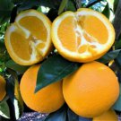 Fruit Plant 2pcs Washington Navel Orange Tree Semi Dwarf Live Citrus Plant