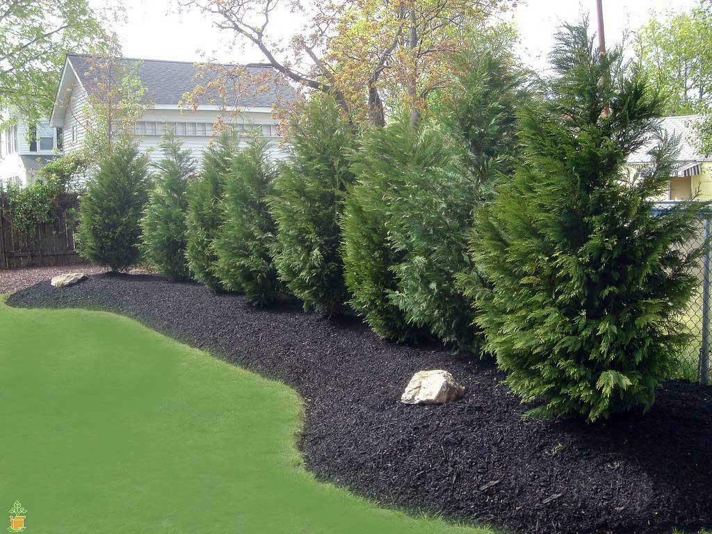 Tree Green 2pcs Leyland Cypress Tree Live Plant Seedling
