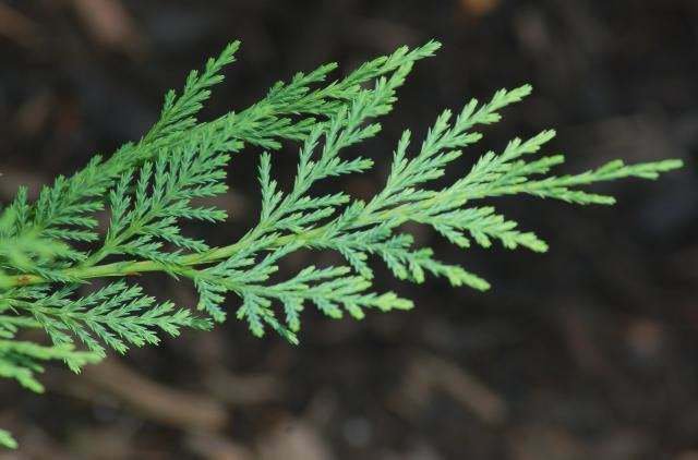 Tree Live Plant Seedling Tree Green 4pcs Leyland Cypress