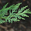 Tree Live Plant Seedling Tree Green 4pcs Leyland Cypress