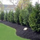 Giant Arborvitae Trees/Shrubs Tree Live Plant 16 Thuja Green