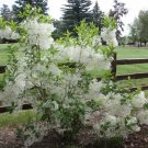 1pcs White Fringe Tree/Shrub Live Plant Chionanthus virginicus