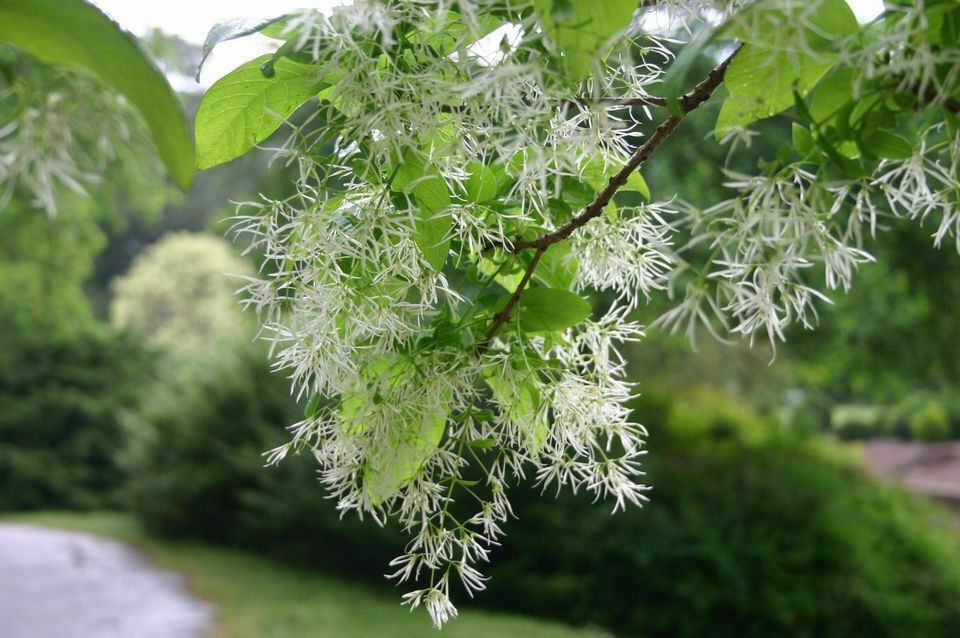 Chionanthus virginicus 2pcs White Fringe Tree/Shrub Live Plant