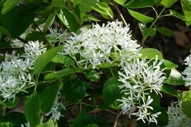 Fringe Tree/Shrub Live Plant Chionanthus virginicus 3pcs White