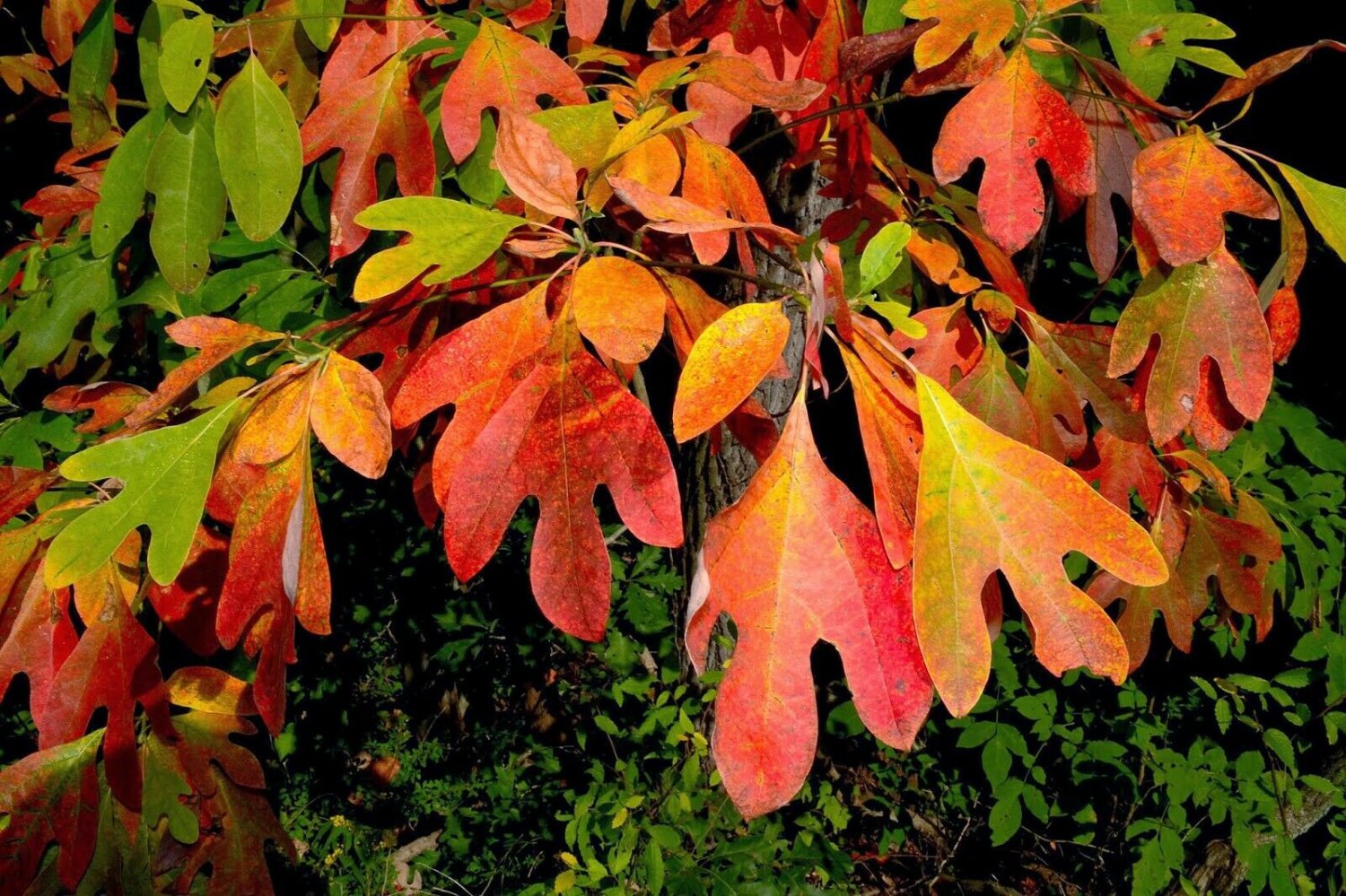 Sassafras albidum 2 Sassafras Trees Live Plants Bareroot Seedlings