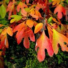 Sassafras albidum 2 Sassafras Trees Live Plants Bareroot Seedlings