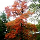 Trees Live Plants Bareroot Seedlings Sassafras albidum 4 Sassafras