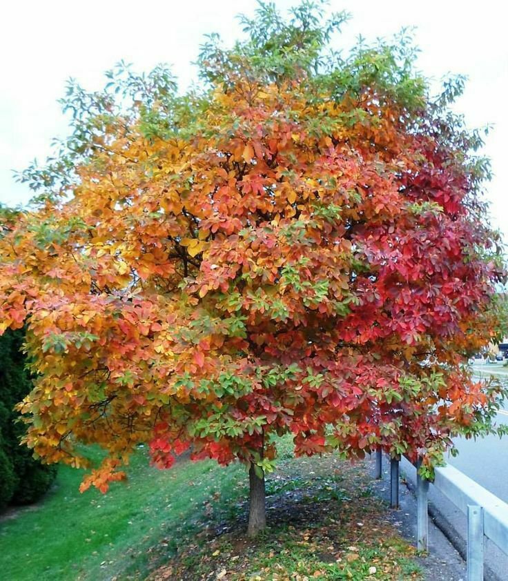 Seedlings Sassafras albidum 8 Sassafras Trees Live Plants Bareroot