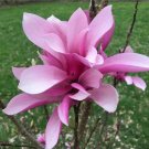 Bareroot Rooted Cuttings 2 Jane Magnolia Trees Live Plants