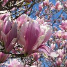Flower Pink Bareroot Rooted Cuttings 4 Jane Magnolia Trees Live Plants