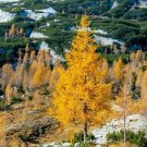 American Larch Tree (Tamarack Tree) 1Pcs Live Plant Larix laricina