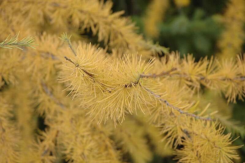 2Pcs Live Plant Larix laricina American Larch Tree (Tamarack Tree)