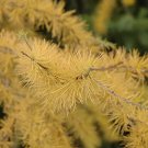 2Pcs Live Plant Larix laricina American Larch Tree (Tamarack Tree)